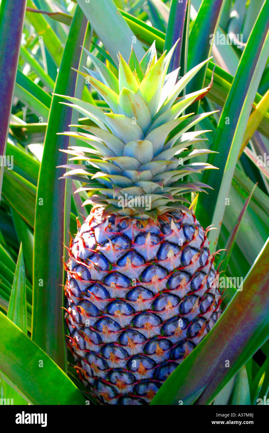 Pineapple in the field on Oahu, Hawaii Stock Photo Alamy