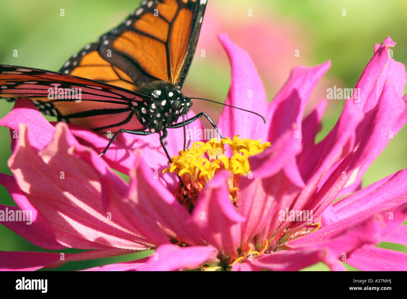 A monarch butterfly sips nectar from a zinnia flower Stock Photo - Alamy