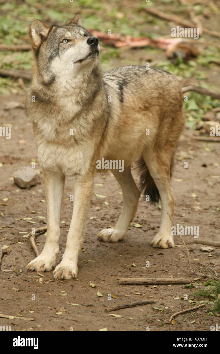 A wolf looks up at something that has caught his attention Stock Photo