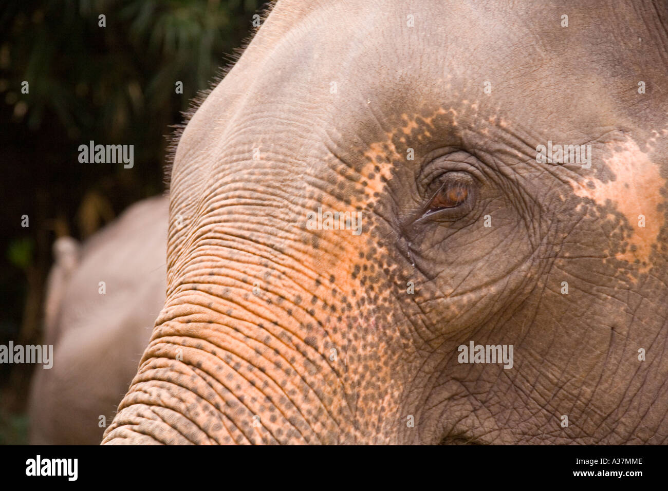 Trunk Head Elephant elephant, camp, nature, eye, trunk, head, skin, river Stock ...