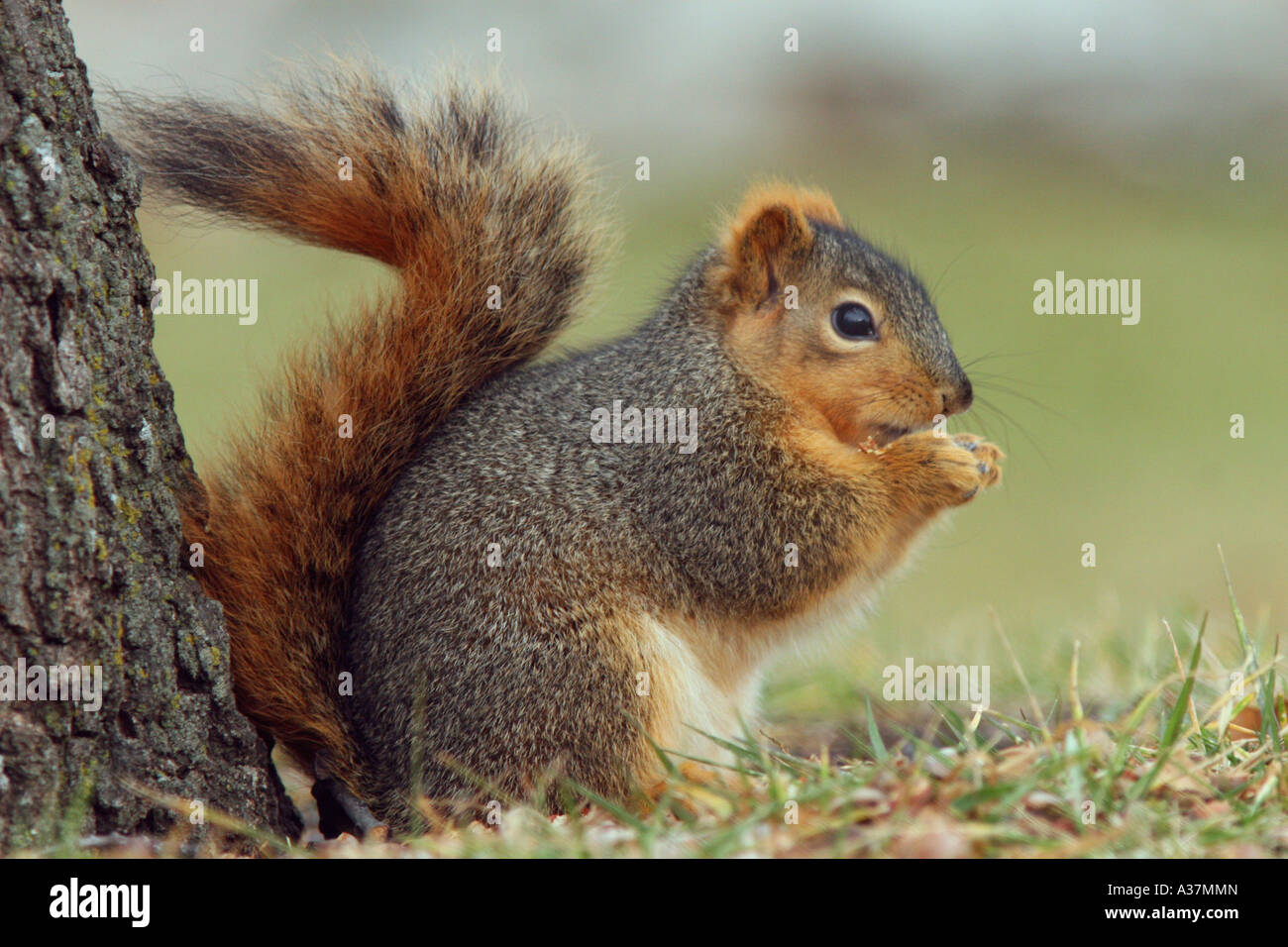 A brown squirrel eating an acorn at the base of an oak tree Stock Photo