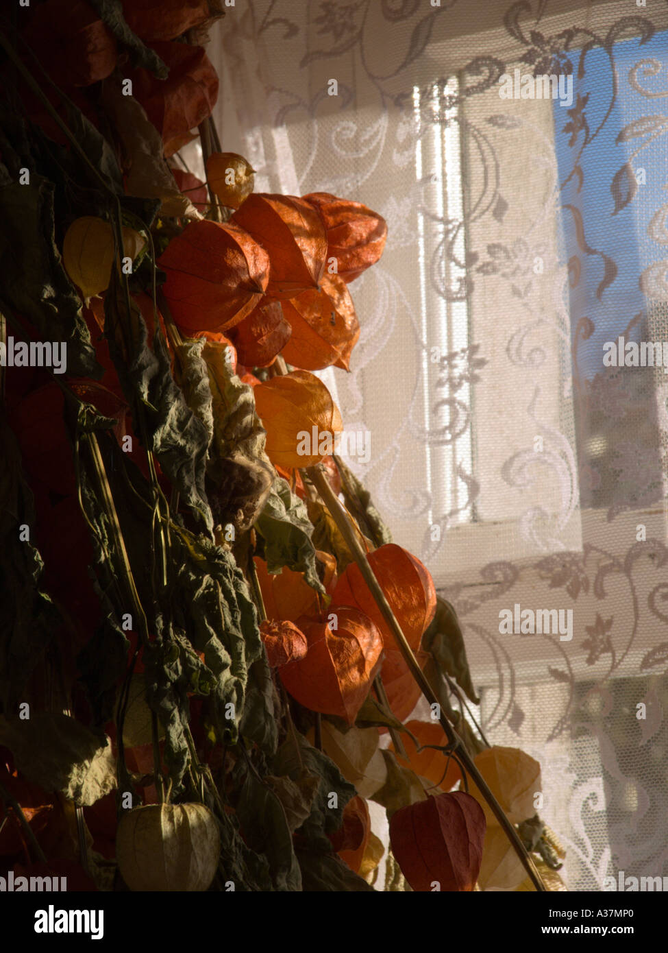 Dried flowers in window Stock Photo