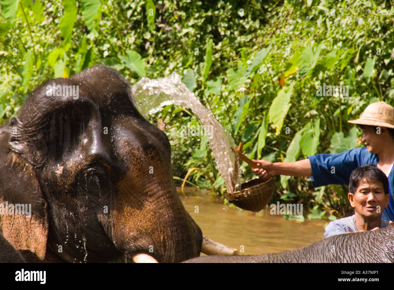 Trunk Head Elephant Camp Chiang Mai elephant, camp, nature, eye, trunk, head, skin ...