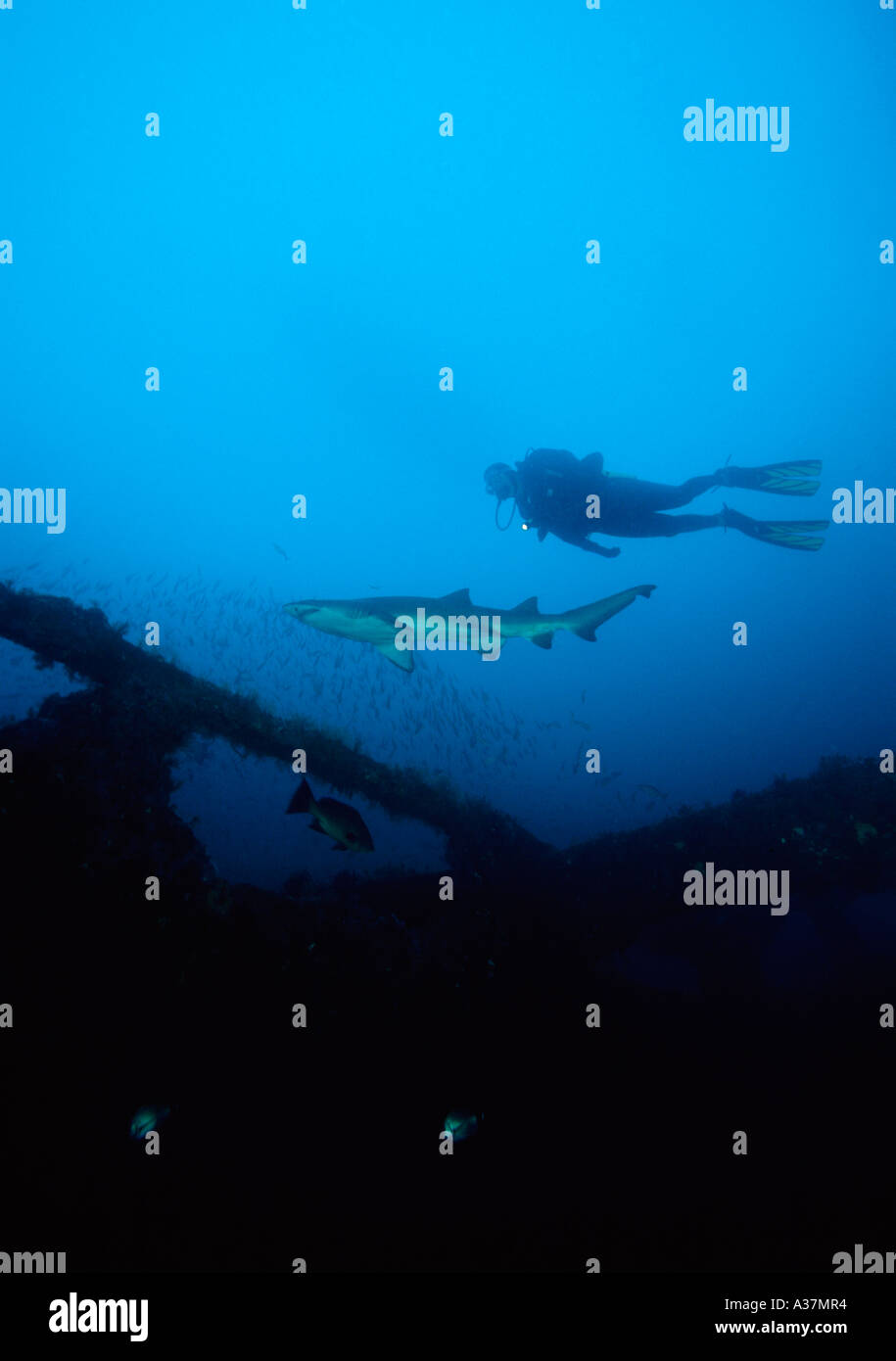 Diver and sand tiger shark underwater off Morehead City NC Stock Photo