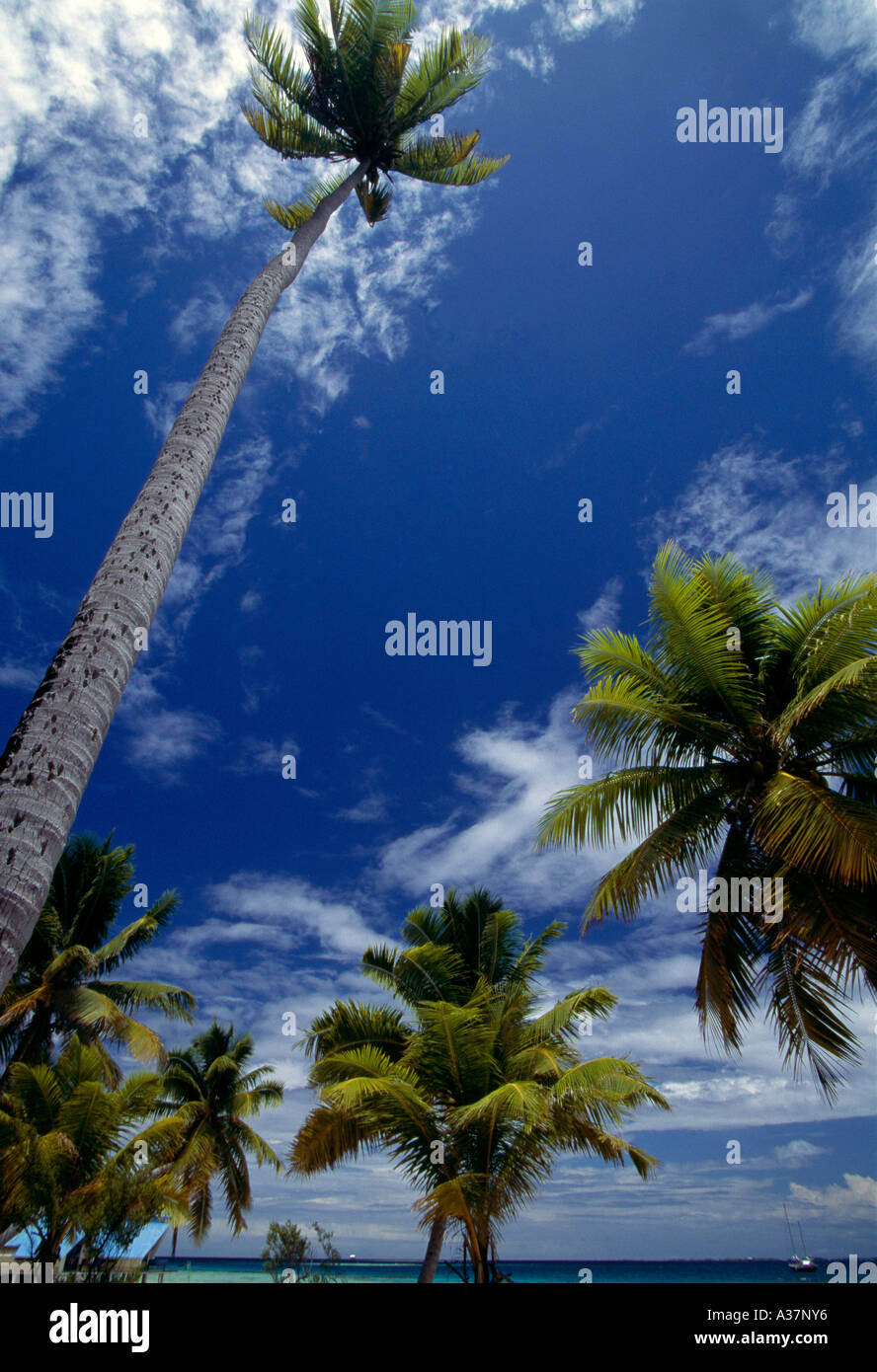 French Polynesia Manihi coconut palm trees against a blue sky Stock ...