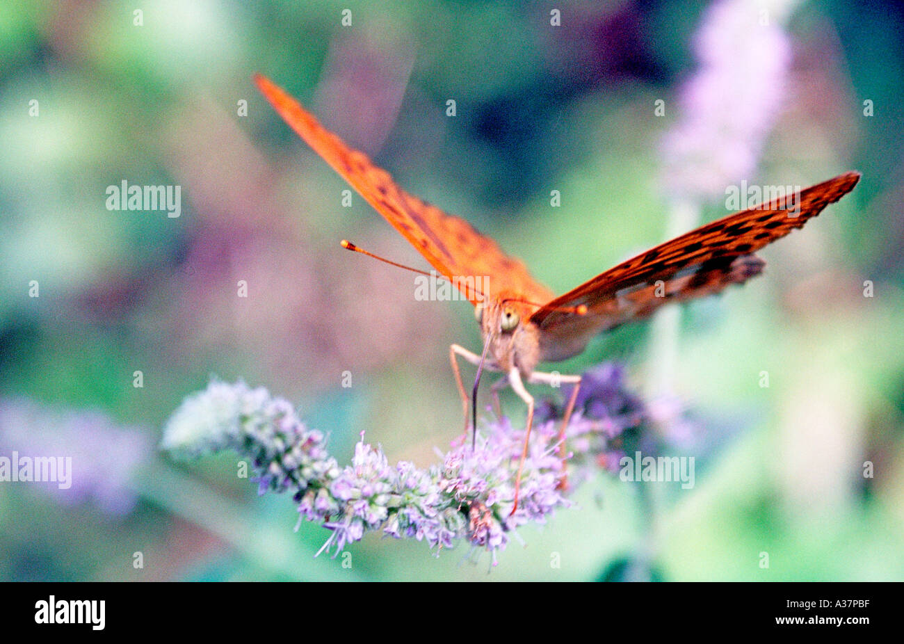 Fritillary Feeding On Flower In Bulgaria Stock Photo