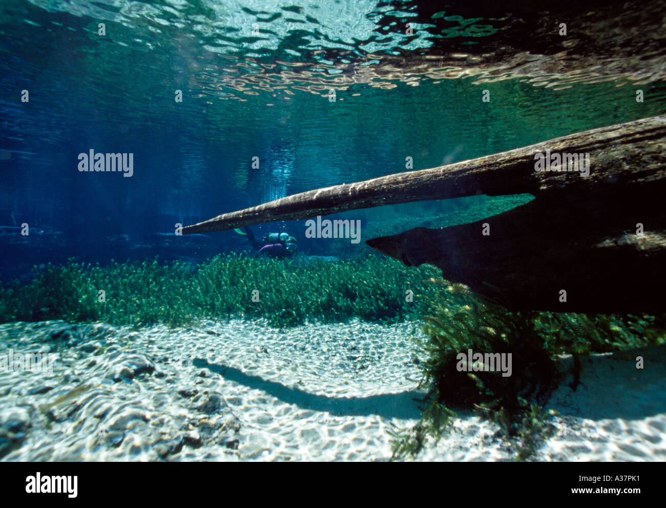 Underwater ginnie springs florida hires stock photography and images