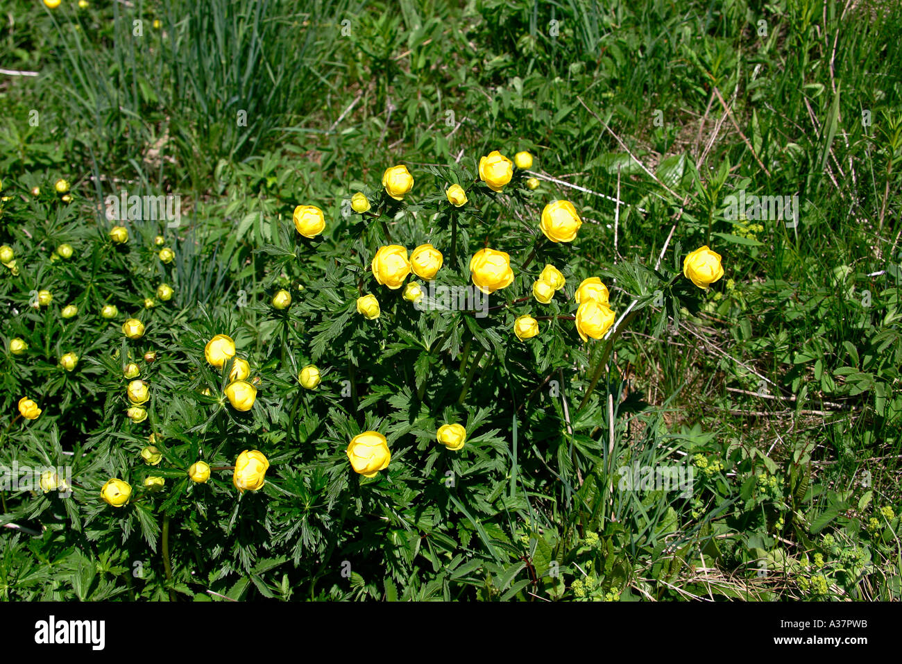 Switzerland flowers of the Alps Stock Photo
