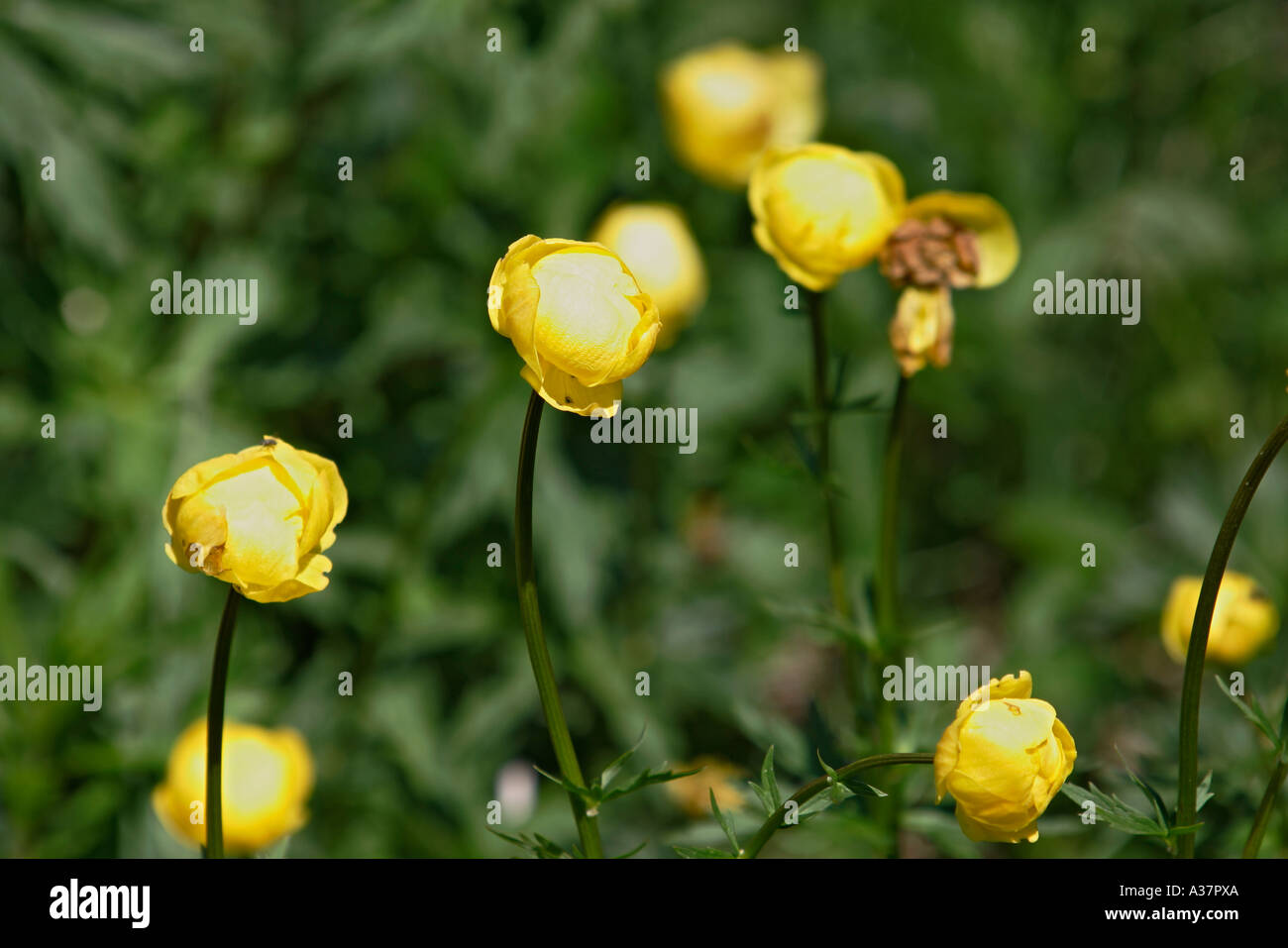 Switzerland flowers of the Alps Stock Photo Alamy