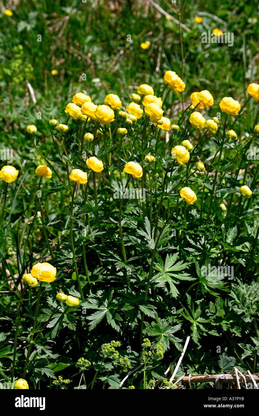 Switzerland flowers of the Alps Stock Photo