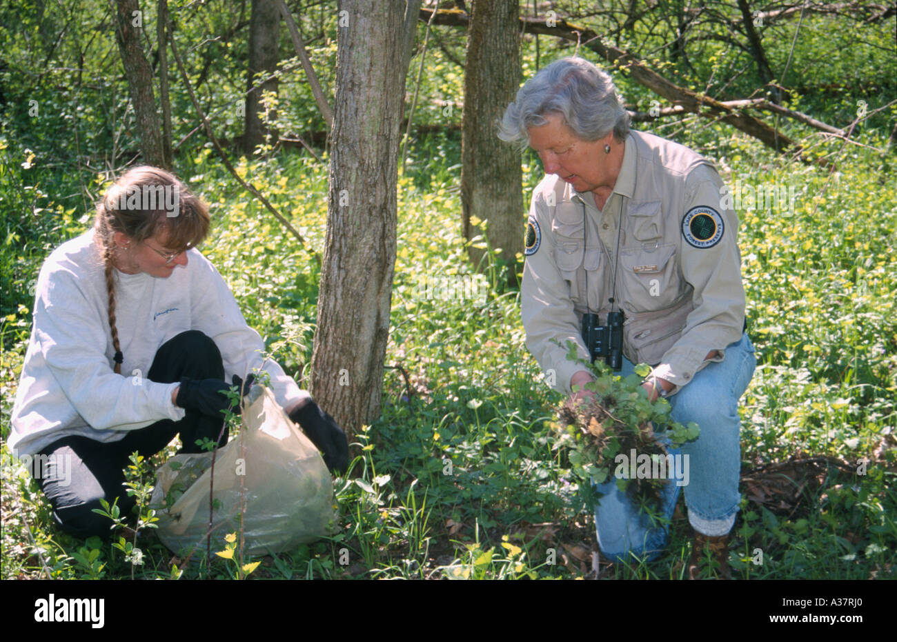 PRESERVES Libertyville Illinois Forest preserve steward adult volunteer pull  garlic mustard non native biannaul plant Stock Photo - Alamy