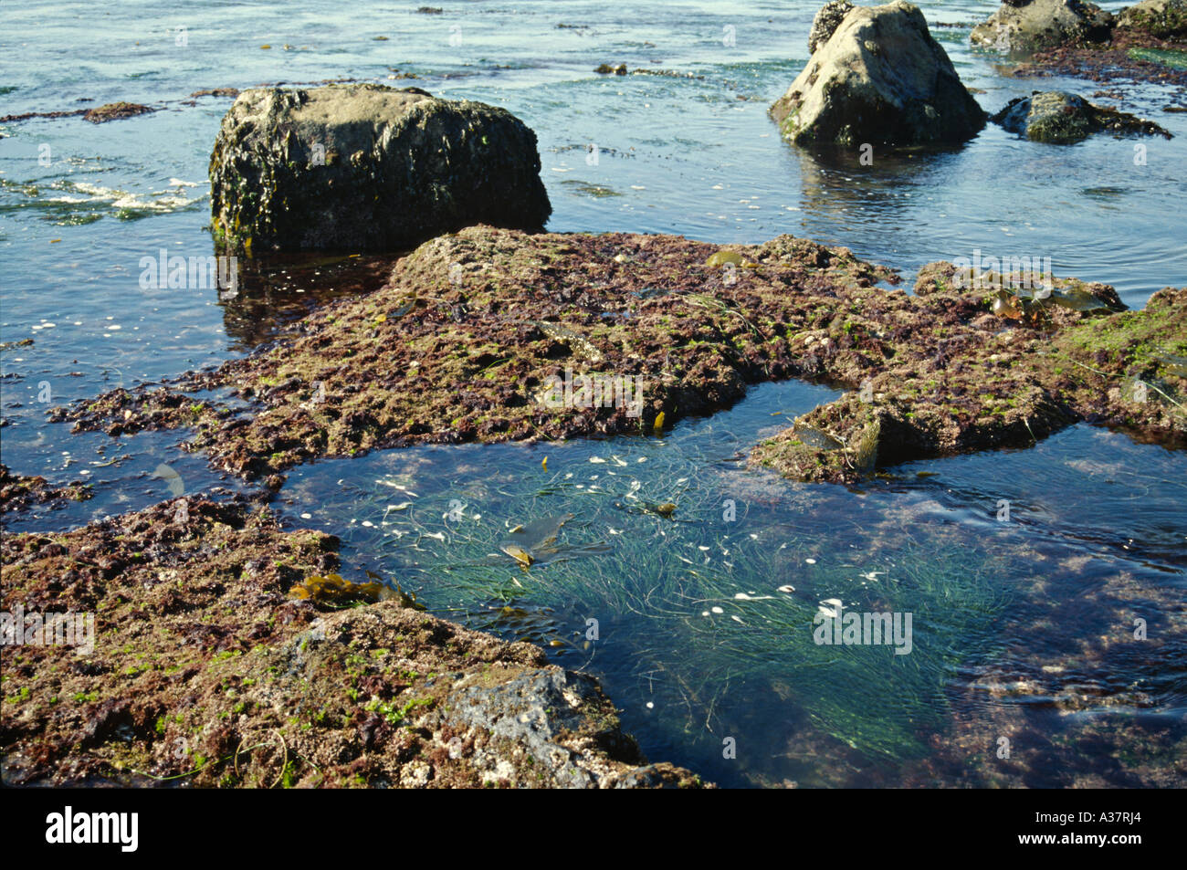 CALIFORNIA San Diego Tidal pools rocky intertidal area At low tide seaweed moss on rocks Cabrillo National Monument Stock Photo