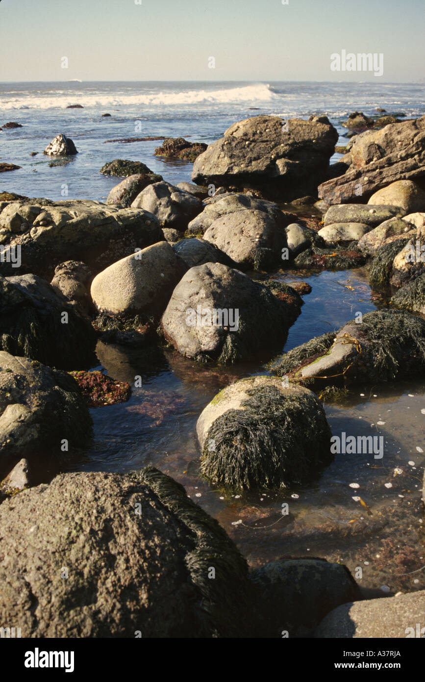 Intertidal area hires stock photography and images Alamy