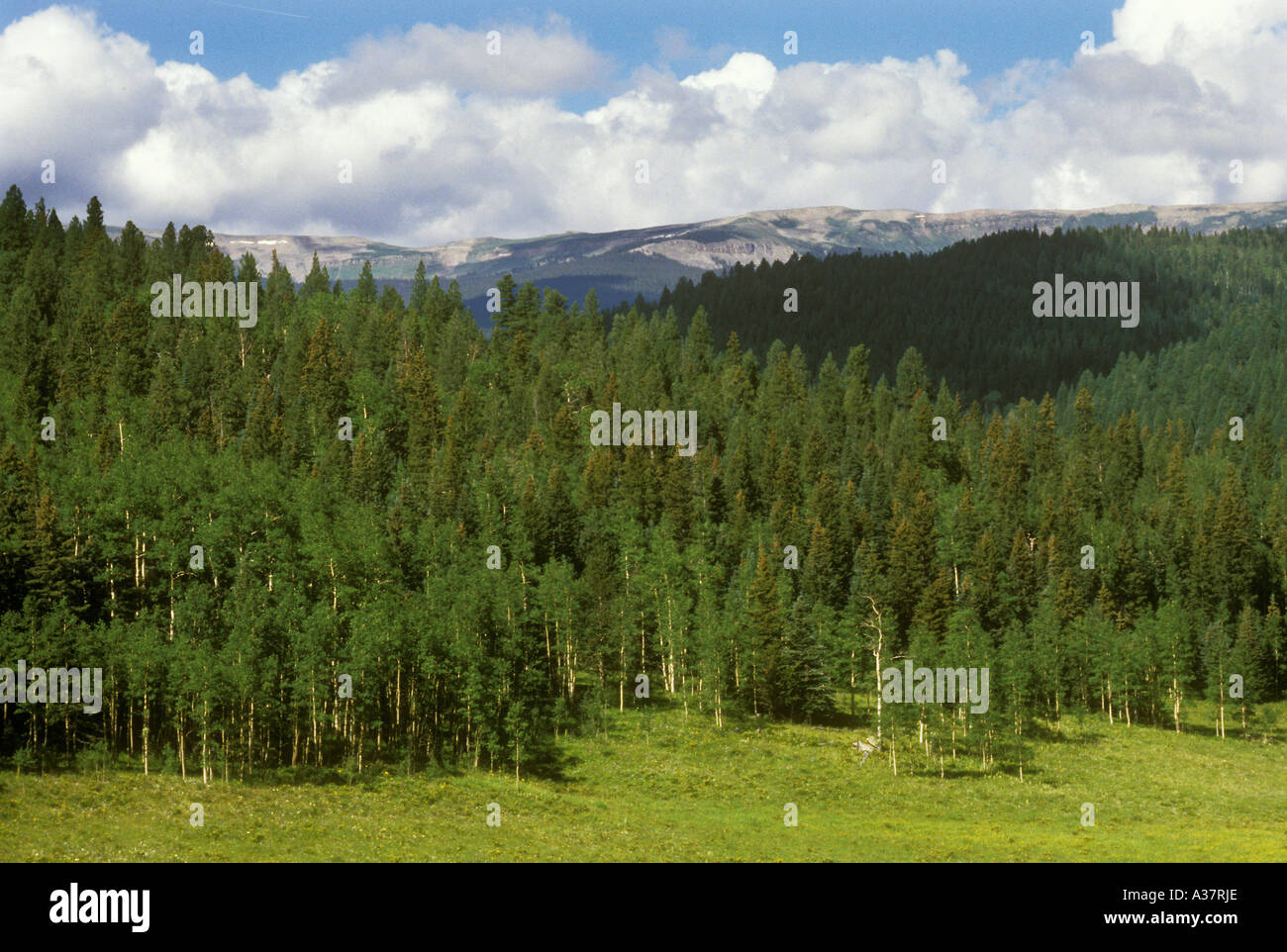 Timber new mexico hires stock photography and images Alamy