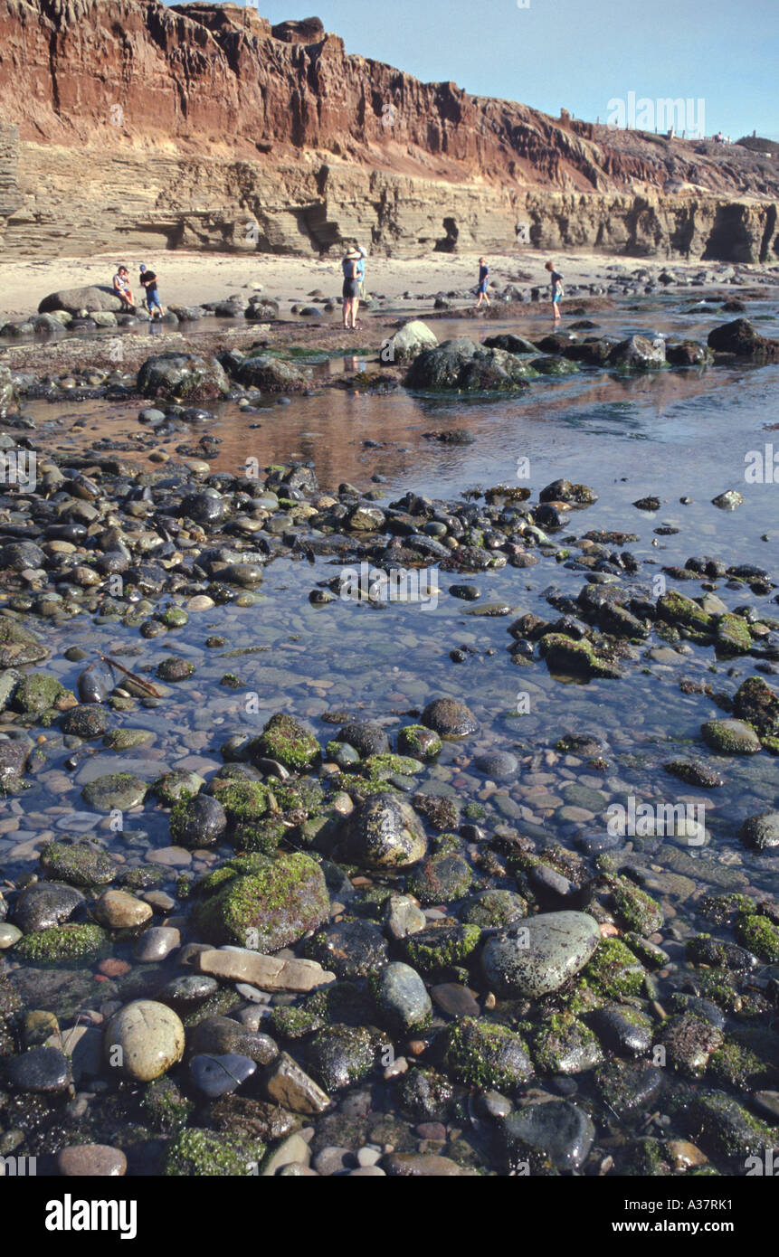 CALIFORNIA San Diego Tidal pools rocky intertidal area At low tide seaweed moss on rocks Cabrillo National Monument cliffs Stock Photo