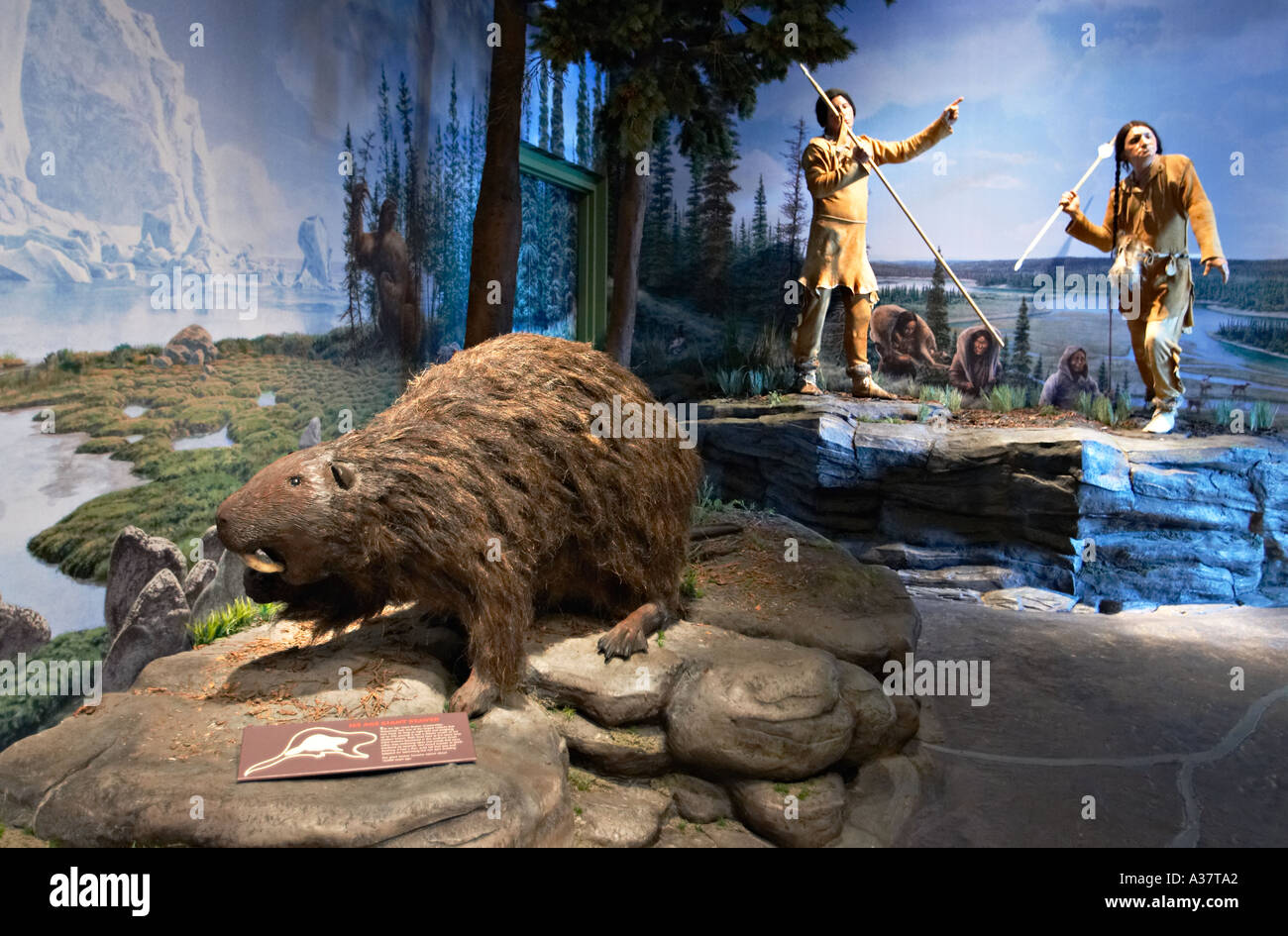WISCONSIN Kenosha Interior of Public Museum the Wisconsin Story exhibit ice  age giant beaver Stock Photo - Alamy