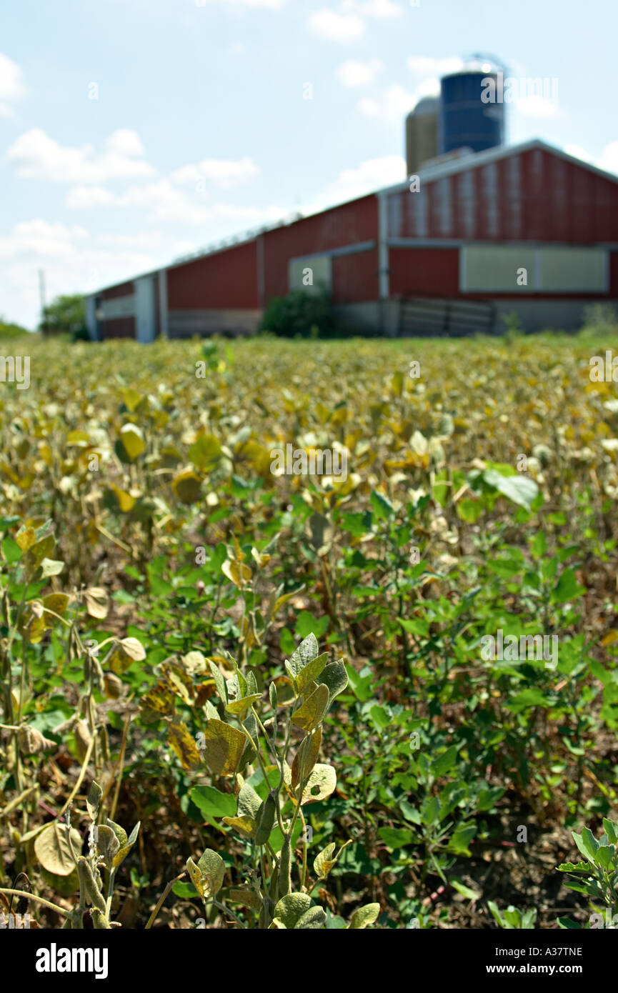ILLINOIS Near Harvard Soybean fields during drought underdeveloped