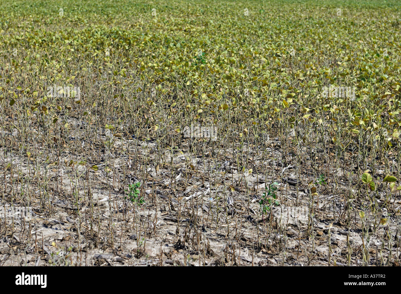 ILLINOIS Near Harvard Soybean fields during drought underdeveloped