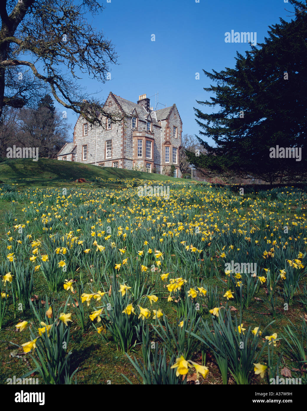 Spring daffodils in the garden of Shambellie House Museum of Costume New Abbey near Dumfries Scotland UK Stock Photo