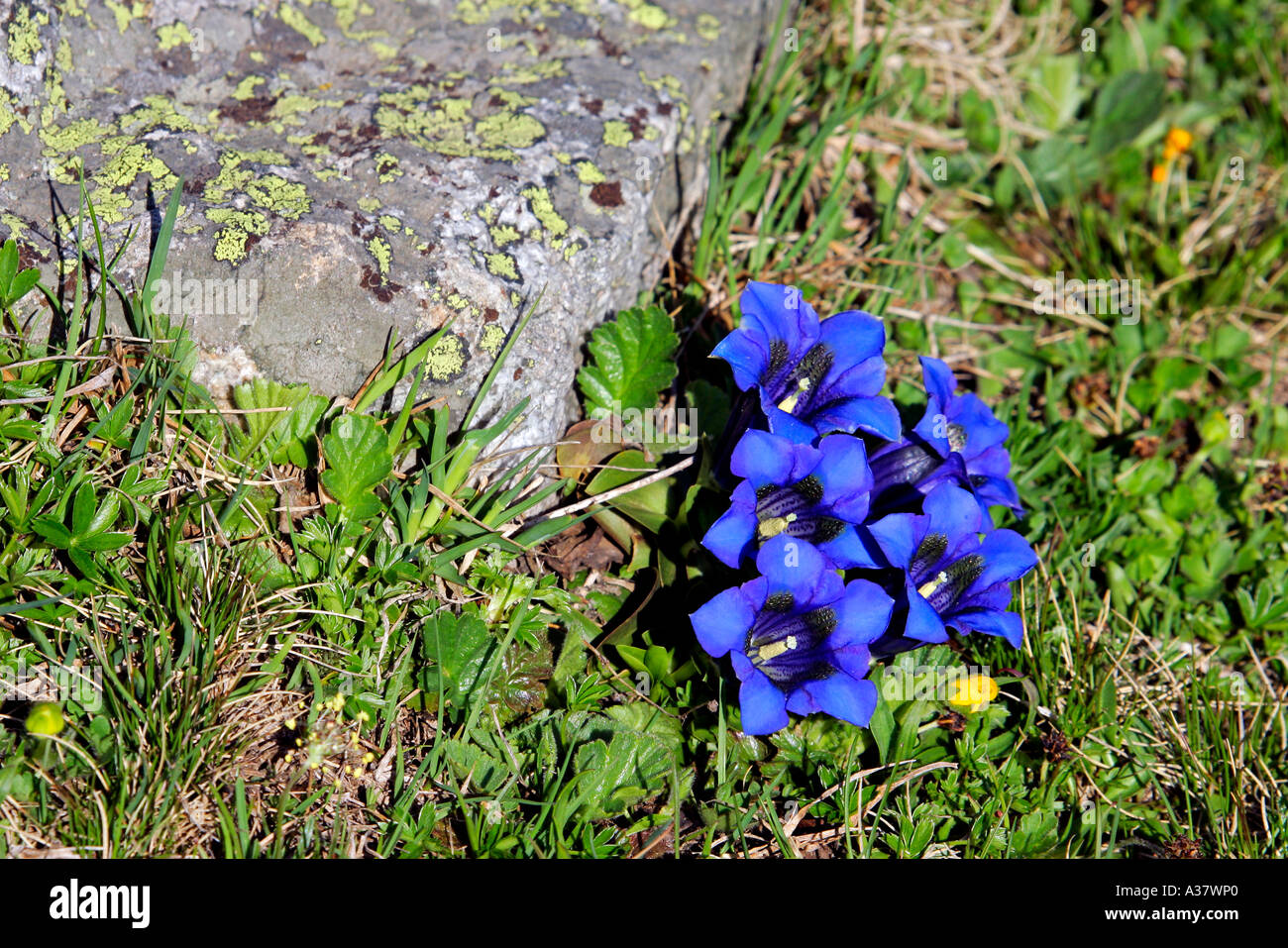 Switzerland flowers in the Alps Stock Photo Alamy