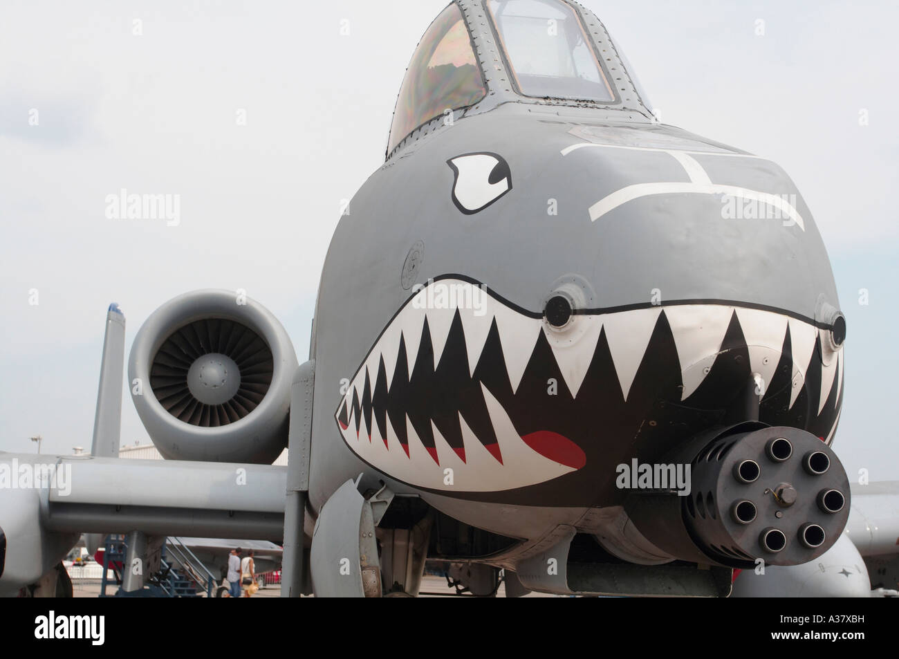 A close up of the A 10 Thunderbolt warthog focusing on the forward gatling  gun and painted shark mouth nose art Stock Photo - Alamy