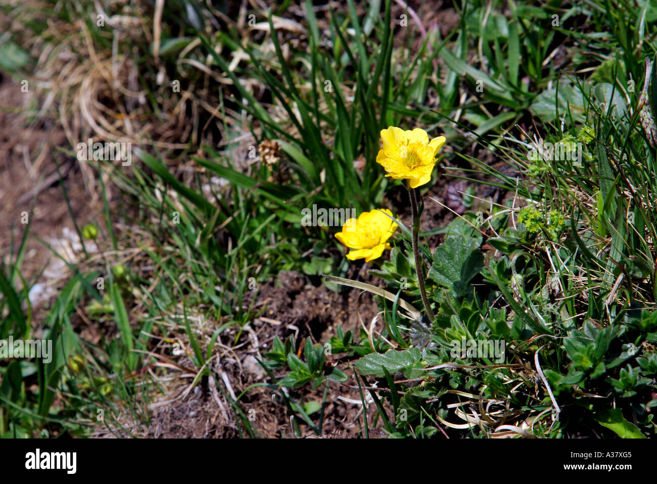 Switzerland flowers in the Alps Stock Photo
