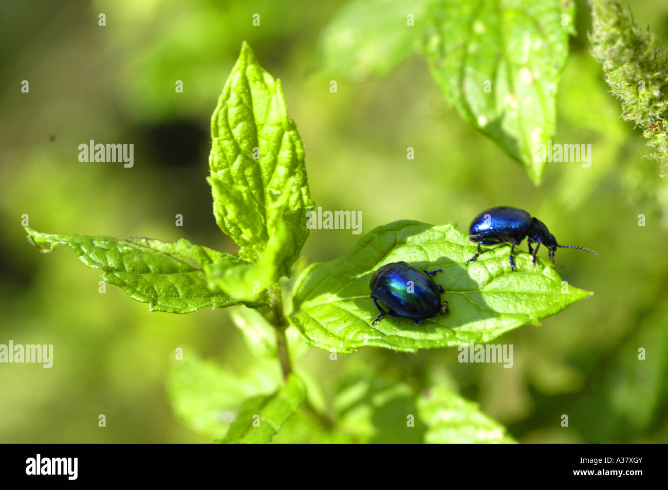 mint spearmint plant herb blue beetles insects nature colour color
