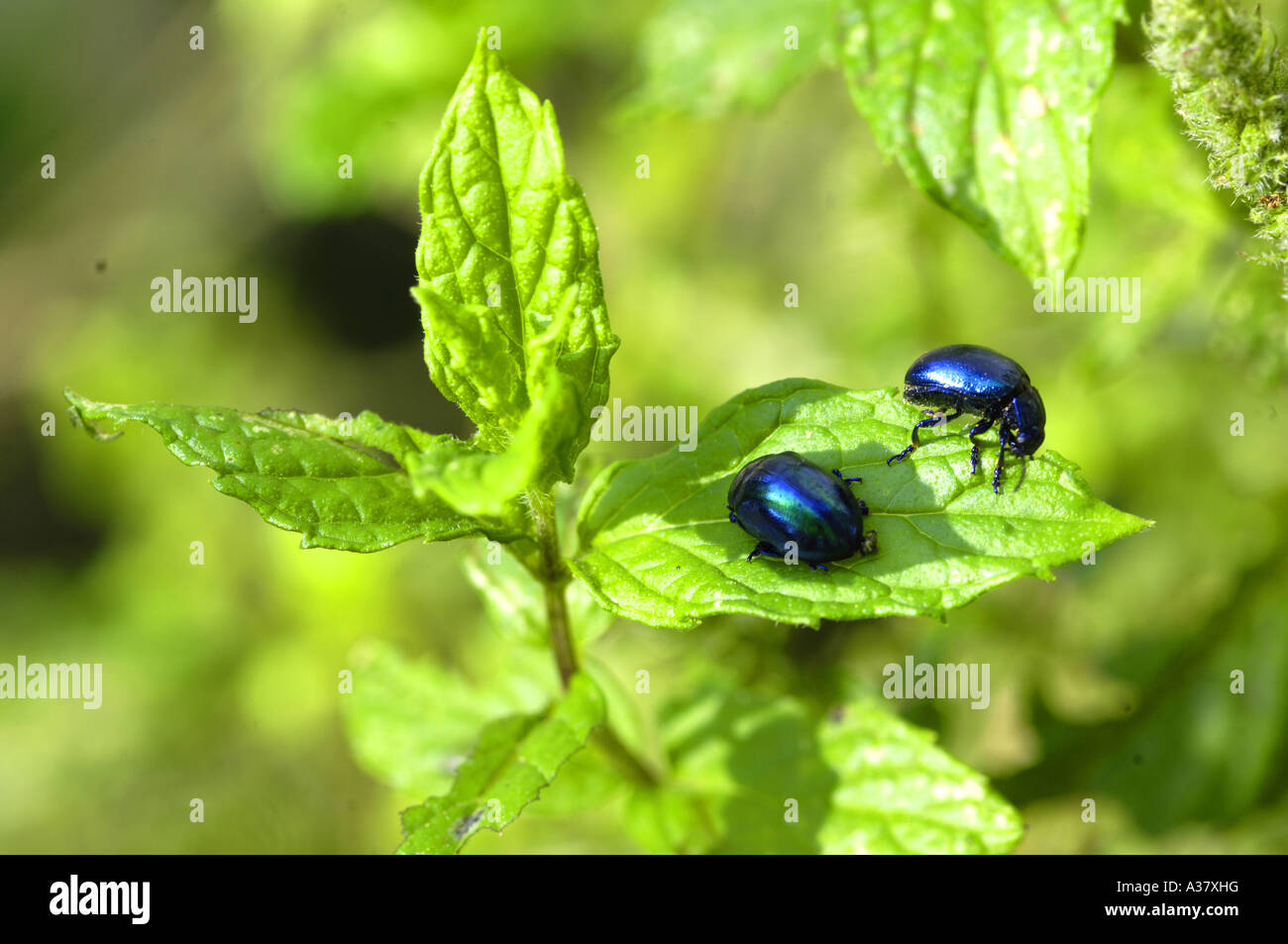 mint spearmint plant herb blue beetles insects nature colour color horizontal green Stock Photo
