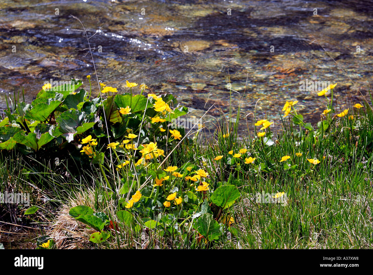 Schweiz Bergblumen Flowers in the Alps Stock Photo