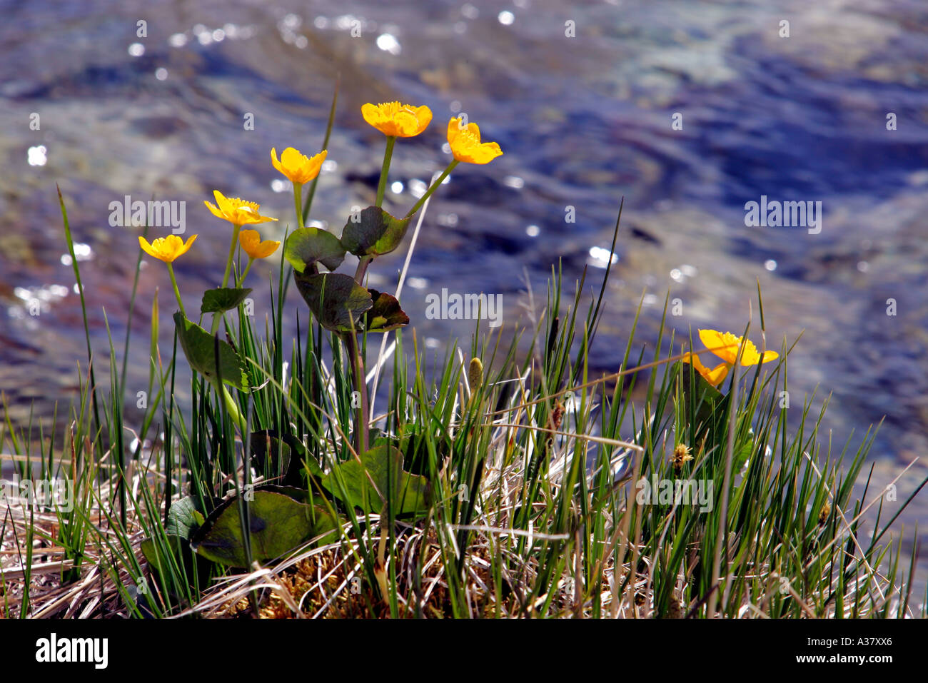 Schweiz Bergblumen Flowers in the Alps Stock Photo