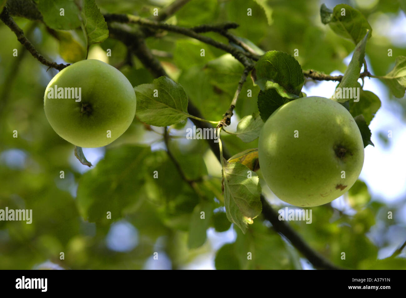 apples fruit green tree Stock Photo