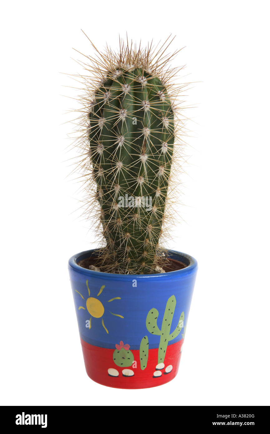 Cactus in Painted Pot Stock Photo