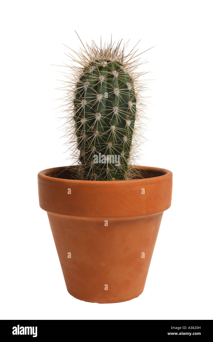 Cactus in Terra Cotta Pot Stock Photo