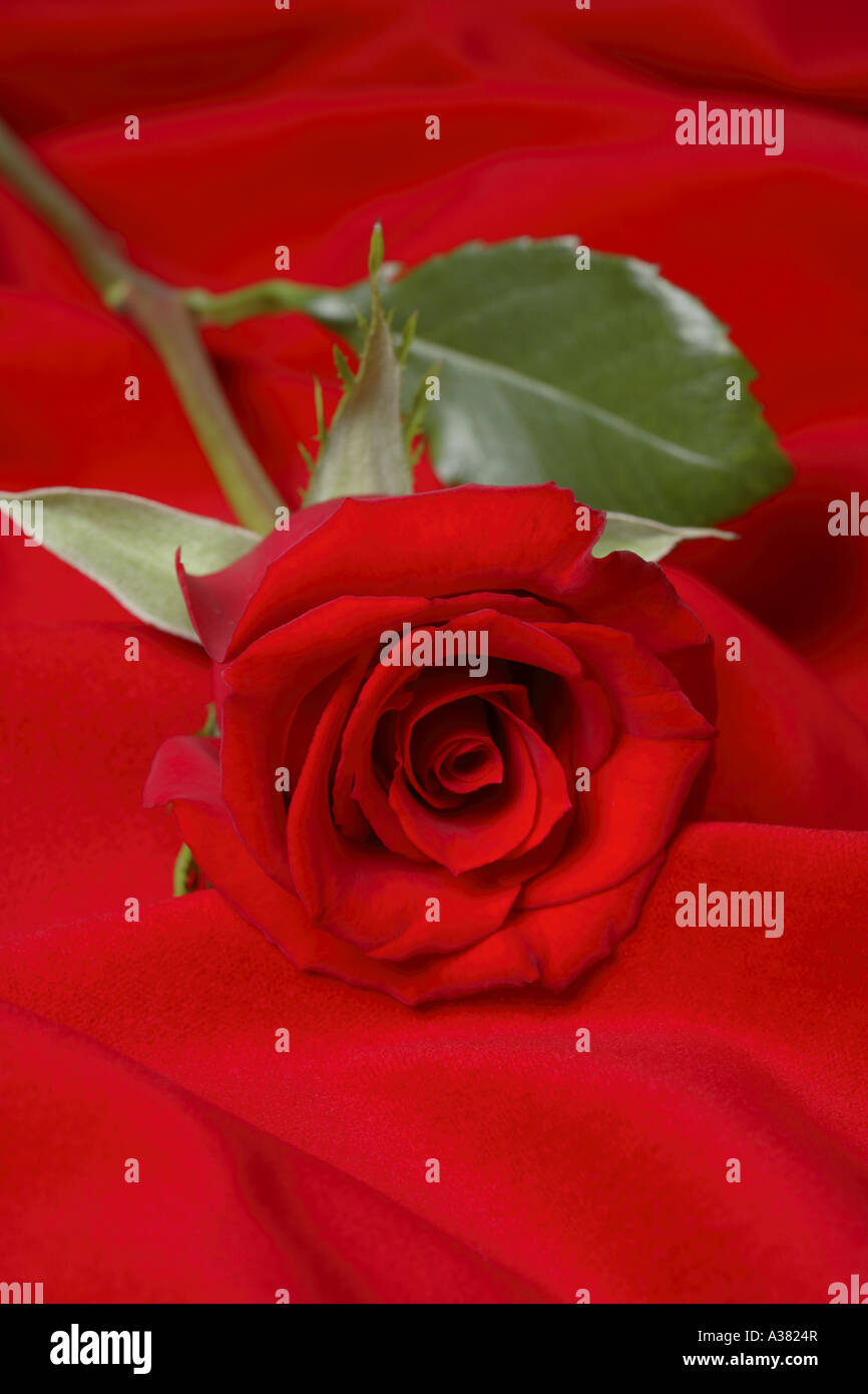 Red Rose Stock Photo