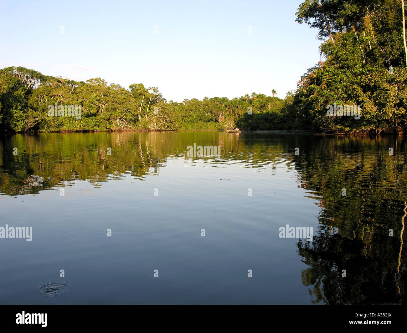 Amazon Rainforest Ecuador Stock Photo - Alamy