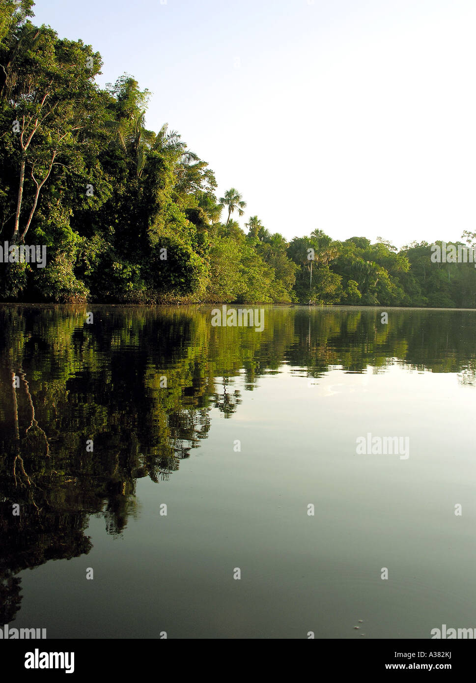 Amazon Rainforest Ecuador Stock Photo - Alamy