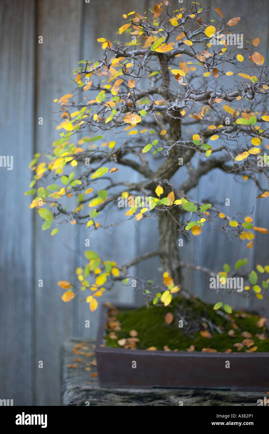 Bonsai oak hi-res stock photography and images - Alamy