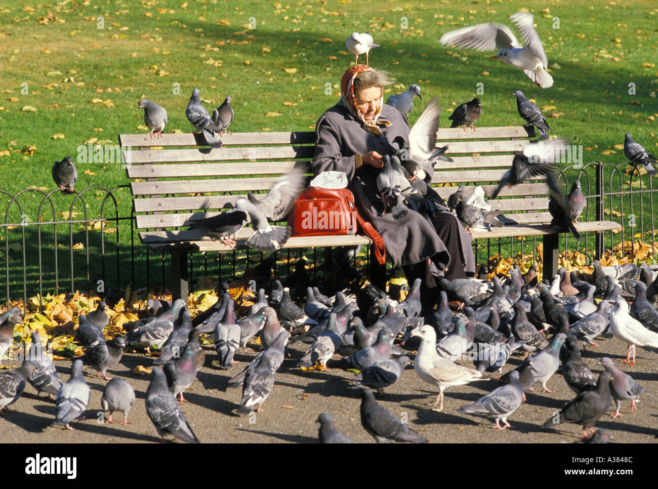 Woman Feeding Pigeons Hyde Park London UK Stock Photo Alamy woman-feeding-pigeons-hyde-park-london-uk-stock-photo-alamy