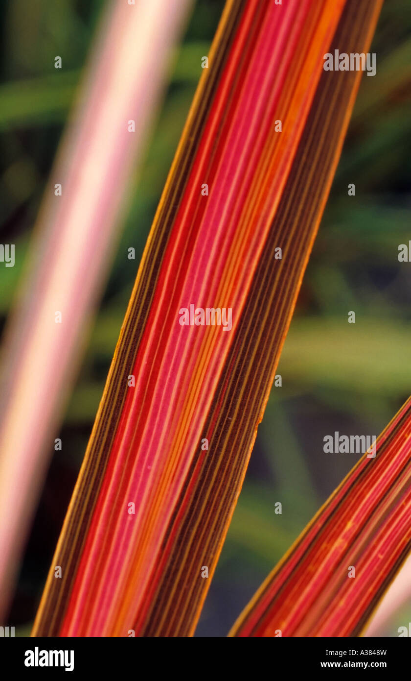 CORDYLINE AUSTRALIS 'PINK STRIPE' Stock Photo