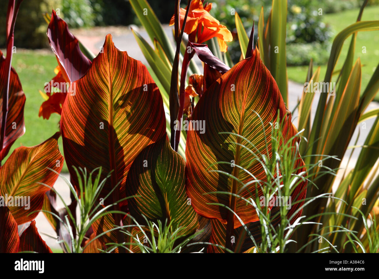 Canna lily leaves hires stock photography and images Alamy