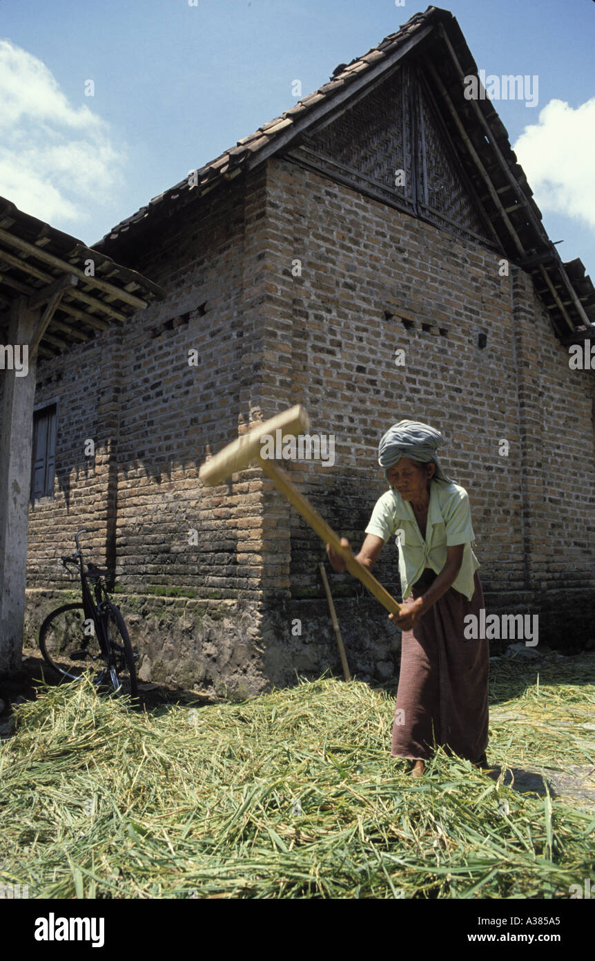 Threshing the rice harvest in the central farming region of Java Stock ...
