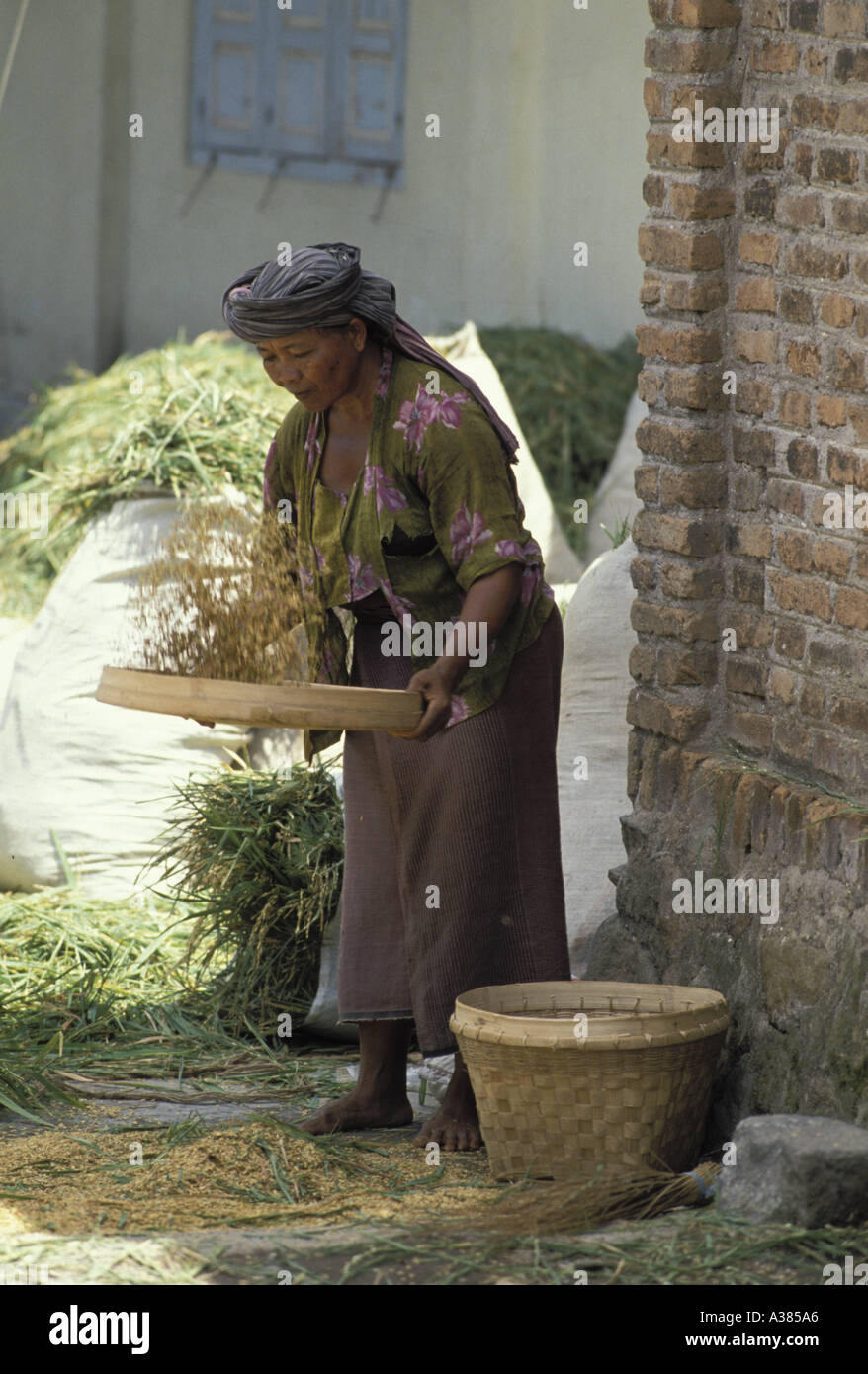 Threshing the rice harvest in the central farming region of Java Stock ...