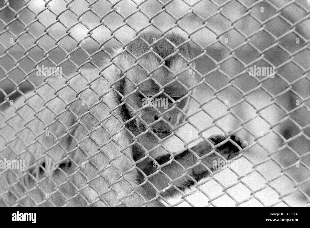 Capuchin Monkey In a Cage Stock Photo
