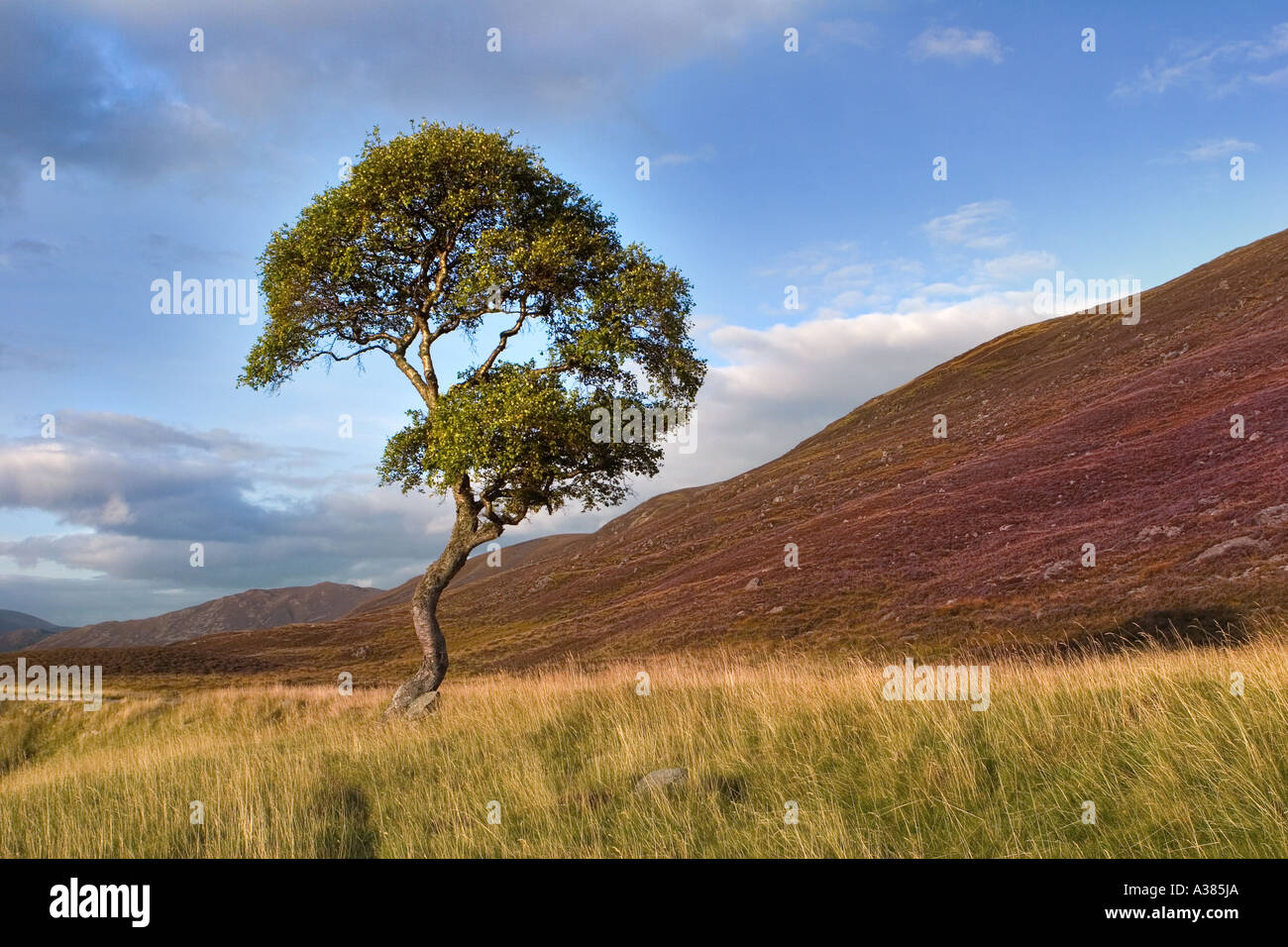 Heather and Silver Birch Tree in flower Scotland - Scottish flowering heather moors, Scotland uk Stock Photo