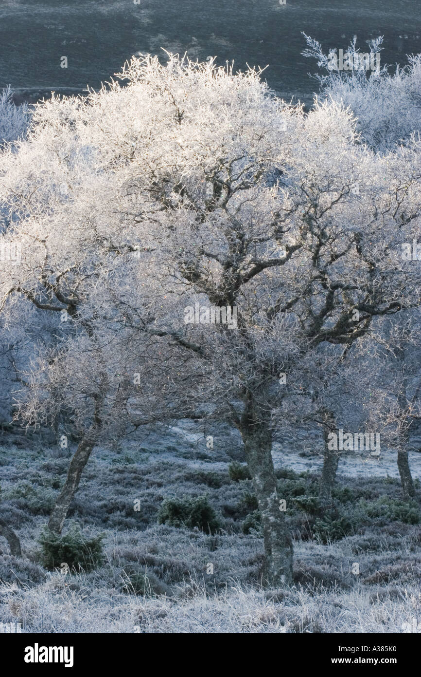 Frosted Silver Birch trees, winter, snow, cold, nature, season, hoar, ice, cold morning in Morrone Birkwood, Braemar, Cairngorm National Park, UK Stock Photo