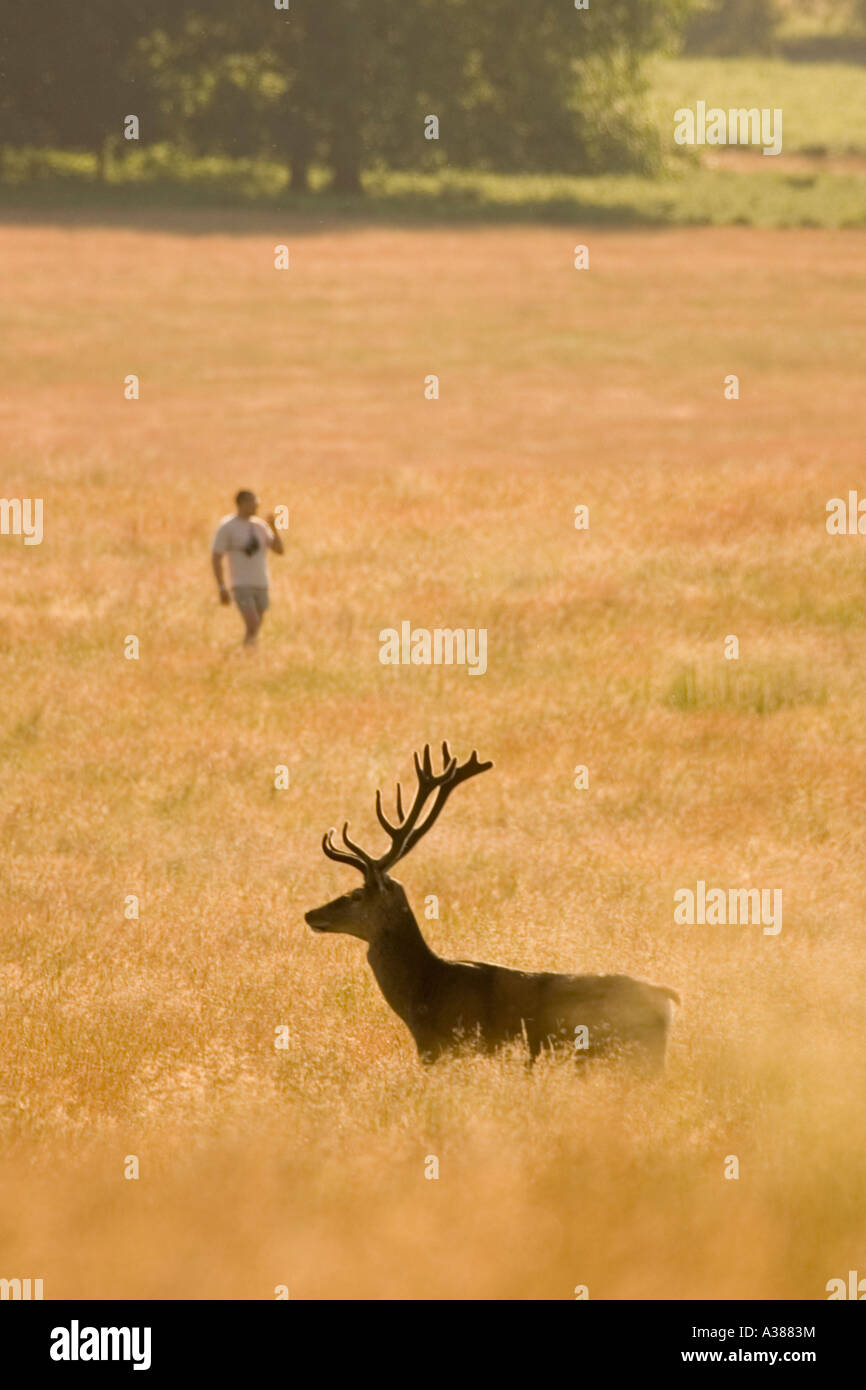 Red deer and a man walking Richmond Park London England Stock Photo