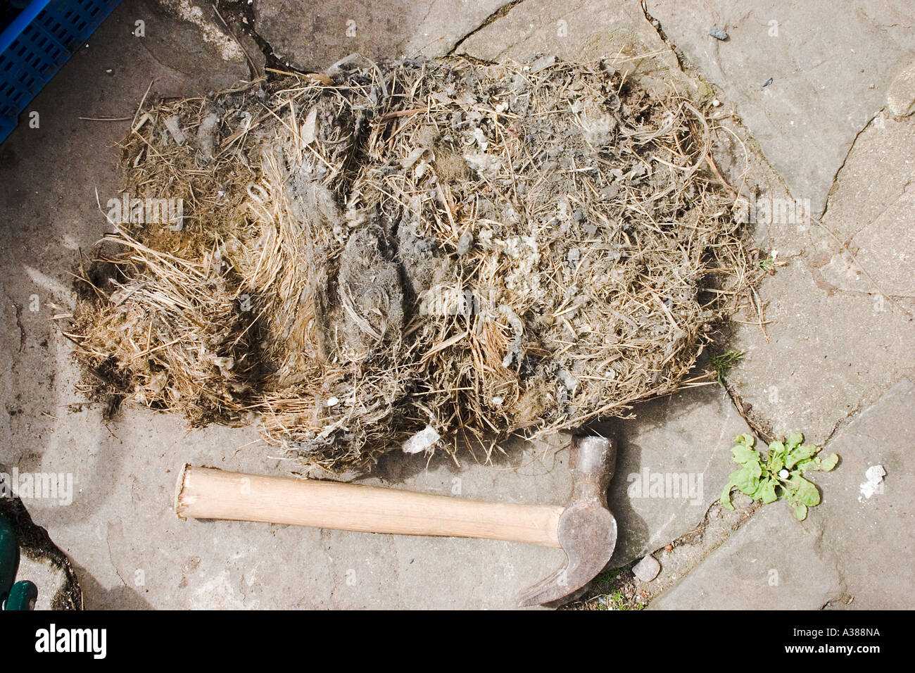 Remains Of A Mouse Nest Pulled From Above The Ceiling Of A
