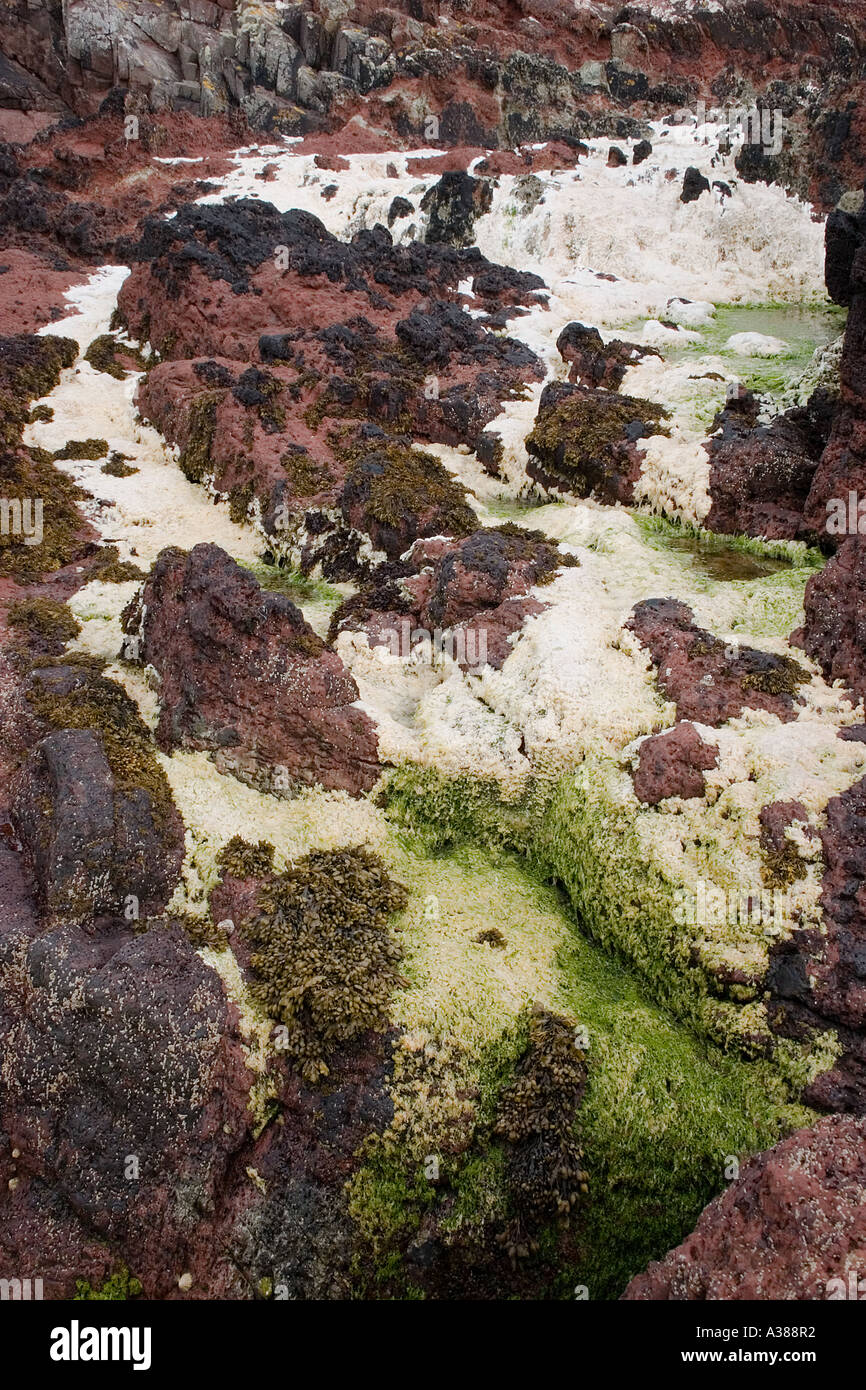 Dead seaweed hi-res stock photography and images - Alamy