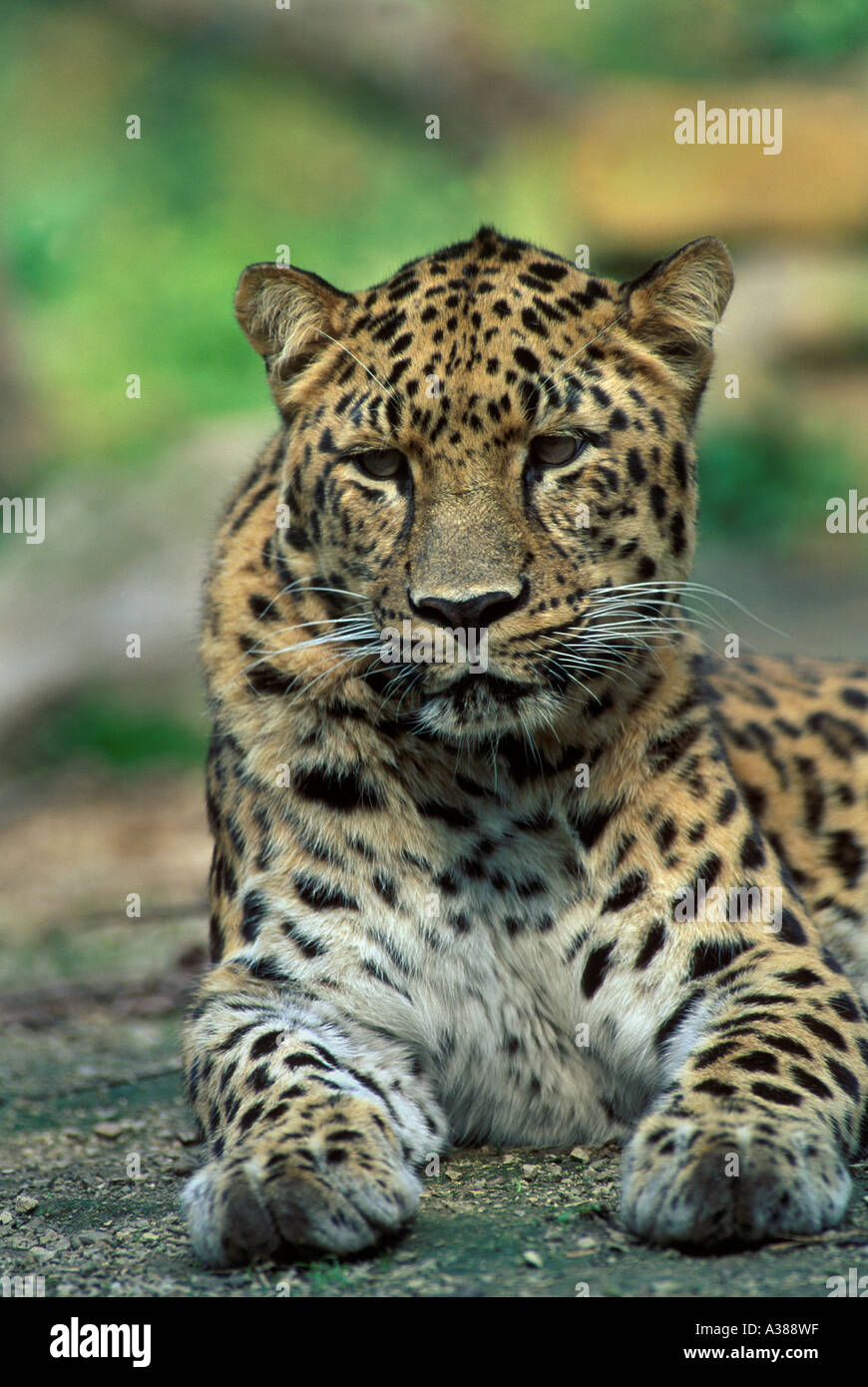 Amur leopard Panthera pardus orientalis Russian far east Captive Stock
