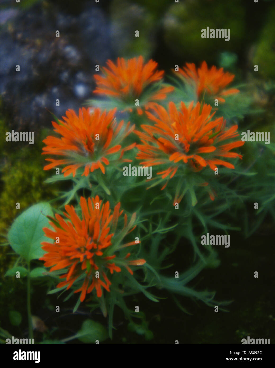 Indian Paint Brush Stock Photo Alamy